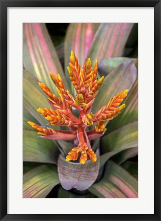 Framed Orange Aechmea Print