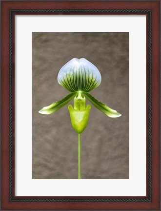 Framed Magnificum Orchid Print