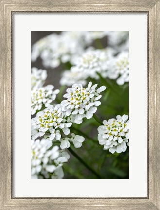 Framed Rock Cress Print