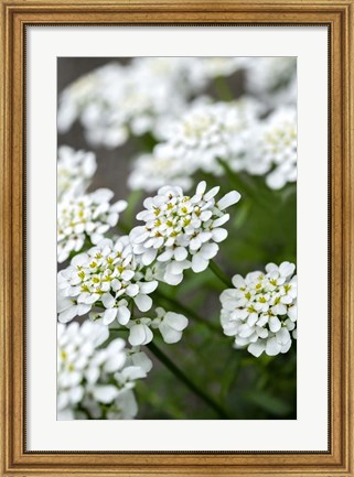 Framed Rock Cress Print