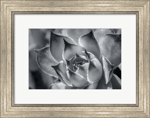 Framed Hens And Chicks, Succulents 1 Print