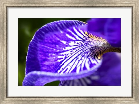 Framed Siberian Iris 1 Print