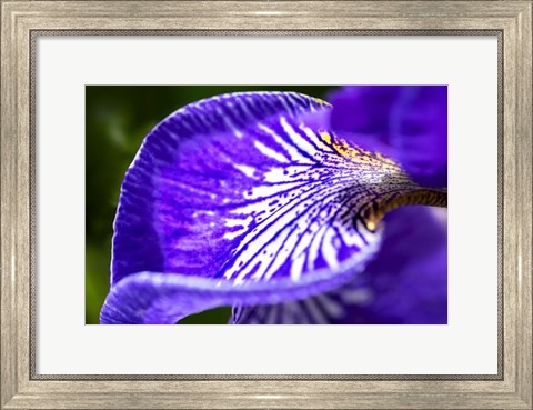 Framed Siberian Iris 1 Print