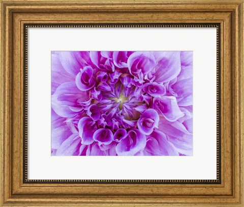 Framed Close-Up Of A Purple Dahlia Print