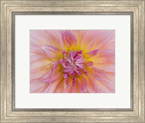 Framed Macro Of A Dahlia Print