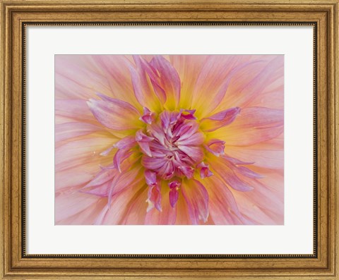 Framed Macro Of A Dahlia Print