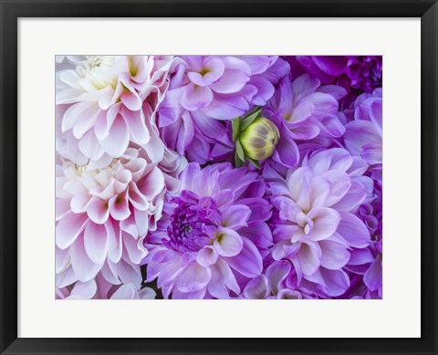 Framed Flower Pattern With Large Group Of Lavender Flowers Print