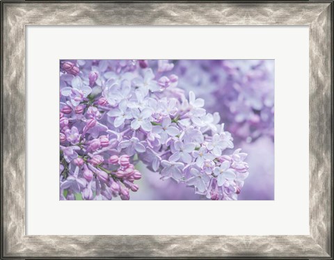 Framed Lilac Close-Up Print