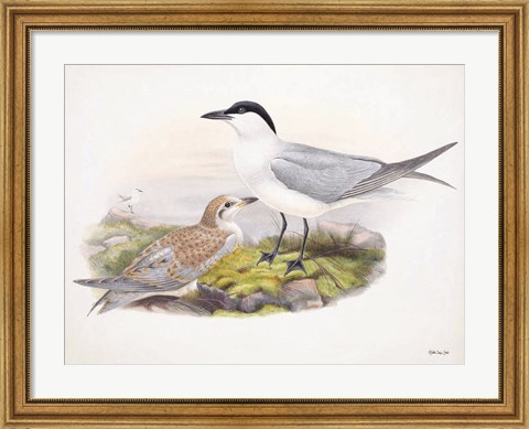 Framed Goulds Coastal Bird IV Print