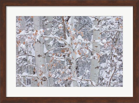 Framed Winter Aspens Closeup Print