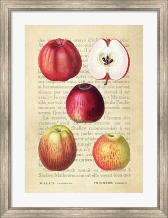 Framed Apple, After Redoute Print