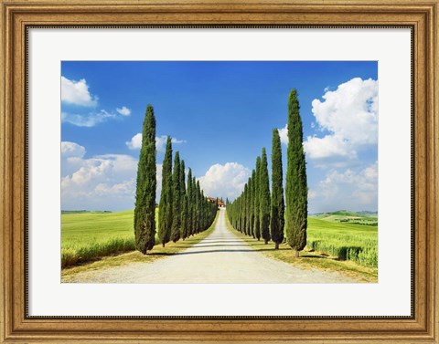 Framed Cypress alley, San Quirico d&#39;Orcia, Tuscany Print