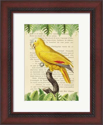Framed Blue-Fronted Parrot, After Levaillant Print