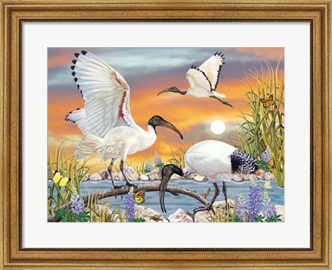 Framed Sacred Ibis Print