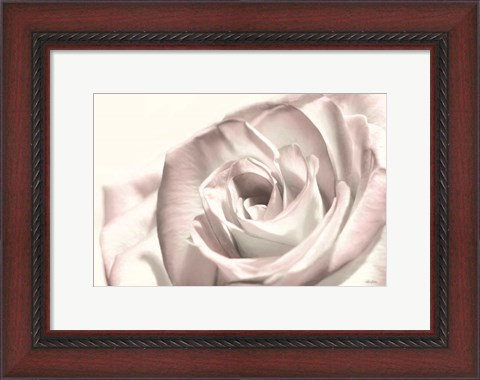 Framed Blush Rose I Print