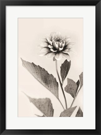 Framed White Dahlia II Print