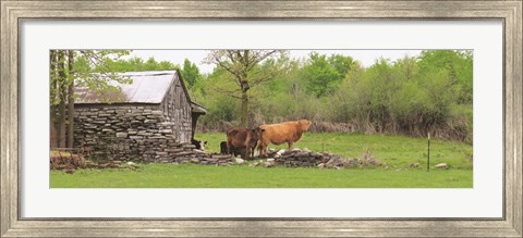 Framed Country Cows Print