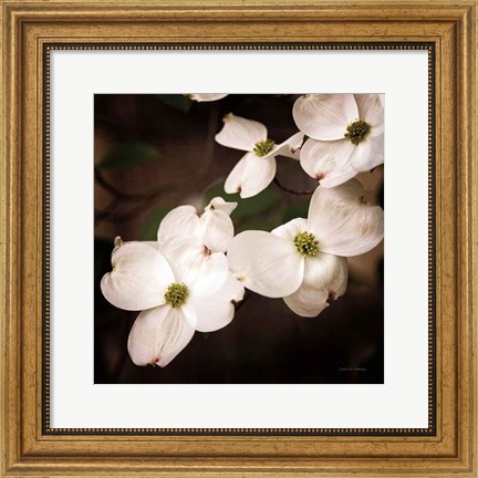 Framed White Dogwood III Print