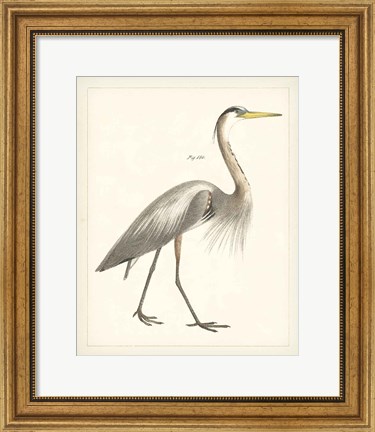 Framed Vintage Heron I Print