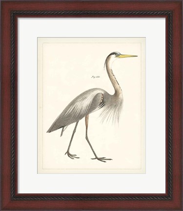 Framed Vintage Heron I Print