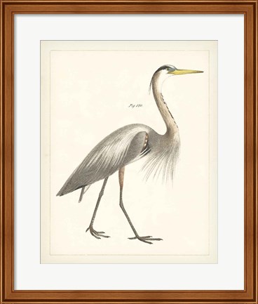 Framed Vintage Heron I Print