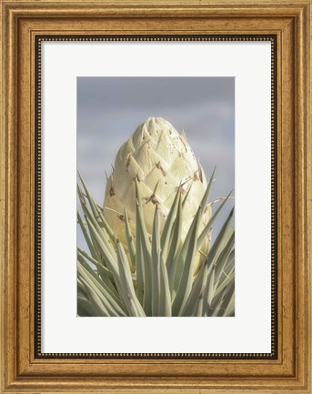 Framed Joshua Tree Print