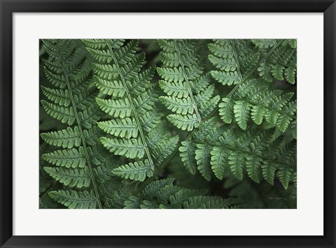 Framed Lady Ferns IV Color Print