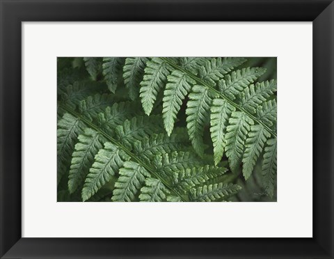 Framed Lady Ferns III Color Print