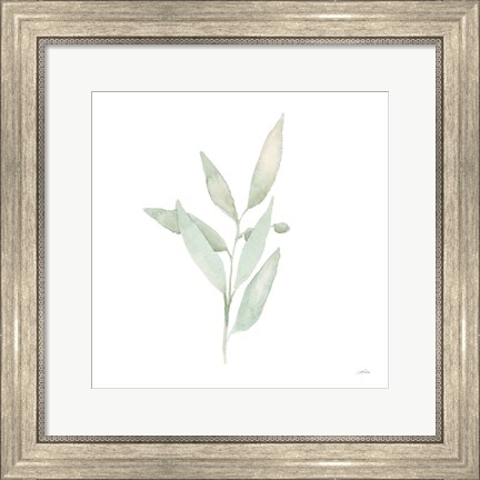 Framed Sage II Print