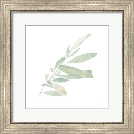 Framed Sage I Print