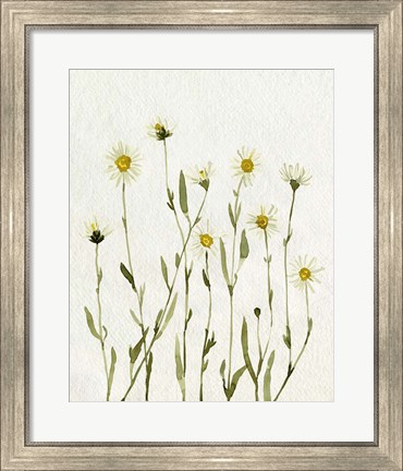 Framed White Antique Daisies II Print