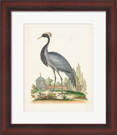 Framed Antique Heron &amp; Cranes II Print