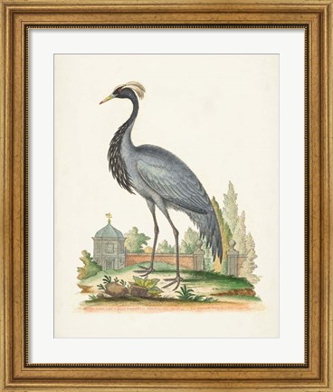 Framed Antique Heron &amp; Cranes II Print