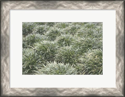 Framed Nature&#39;s Textures III Print