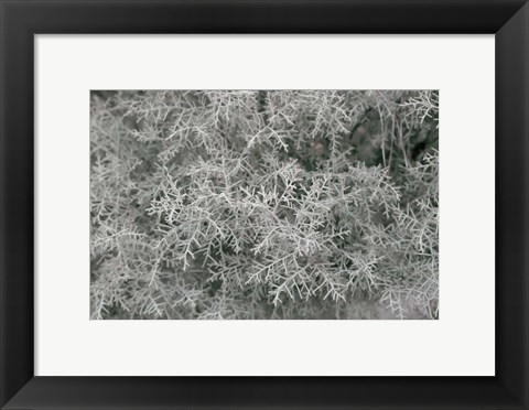 Framed Nature&#39;s Textures VI Print