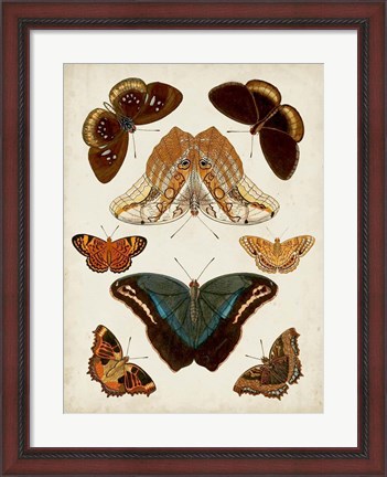 Framed Butterflies Displayed II Print