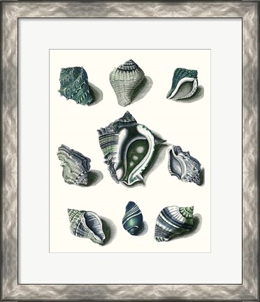 Framed Celadon Shells IV Print