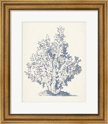 Framed Antique Coral Collection IV Print