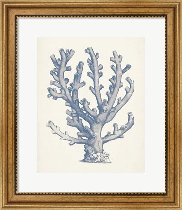 Framed Antique Coral Collection VI Print