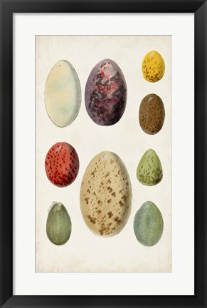 Framed Antique Bird Eggs I Print