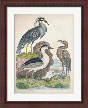 Framed Antique Heron &amp; Waterbirds I Print