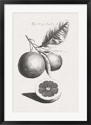 Framed Antique Lemons &amp; Oranges II Print