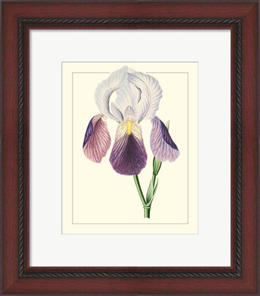 Framed Purple Irises I Print