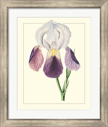 Framed Purple Irises I Print