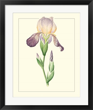 Framed Purple Irises III Print