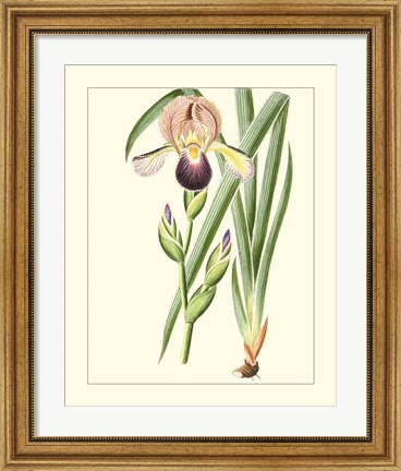 Framed Purple Irises IV Print