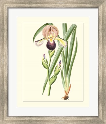 Framed Purple Irises IV Print