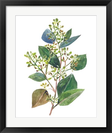 Framed Seeded Eucalyptus II Print