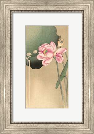 Framed Songbird and Lotus, 1900-1936 Print