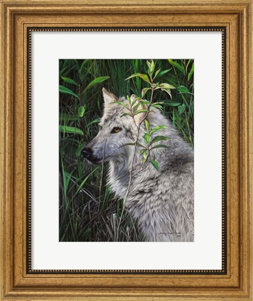 Framed One Wet Wolf Print